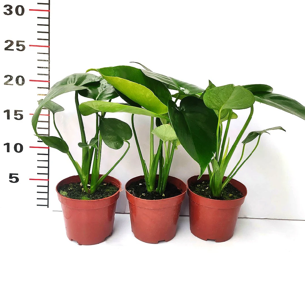 China Supplier 110# Potted Tropical Plants Monstera Plants in Large Stock
