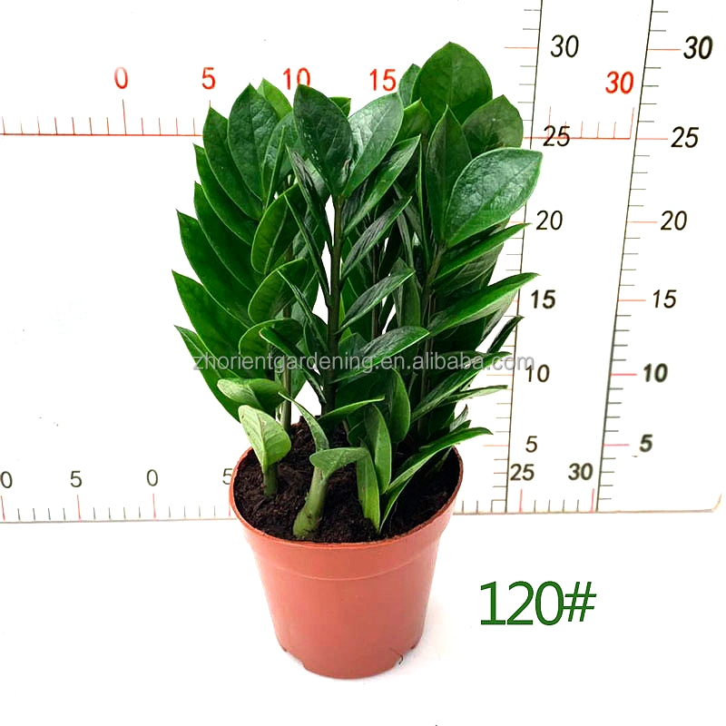 High Quality Zamioculcas Zamiifolia Plants Zz Plants Small 90# Potted Plants