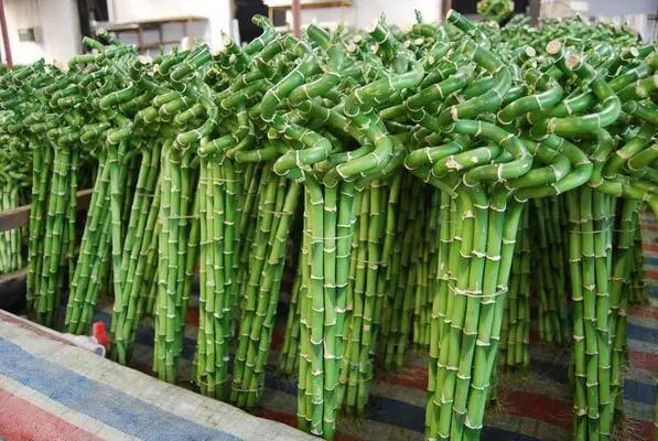90cm Spiral Bamboo Sticks Lucky Bamboo Lucky Stick Plants Zhanjiang Supplier