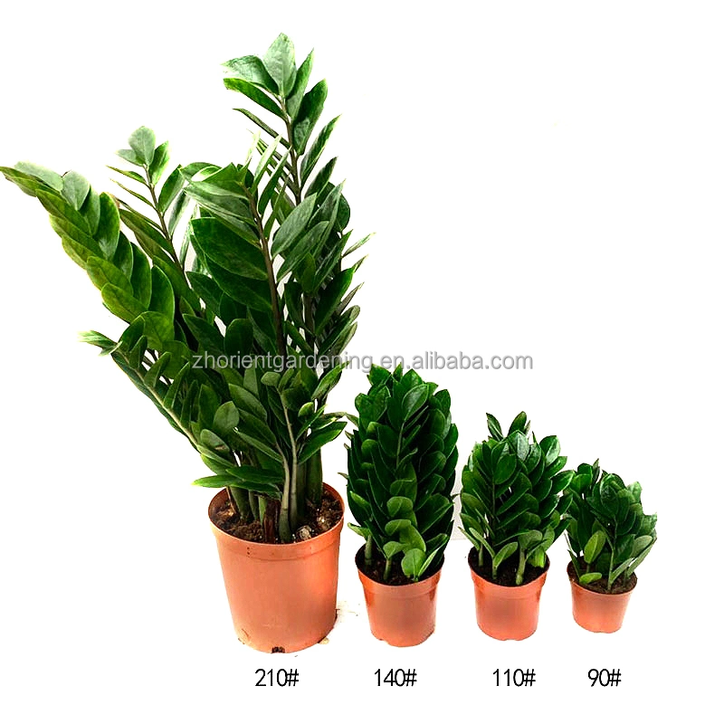 Beautiful Zz Plants Zamioculcas Zamiifolia Green Plants for Sale, Live Plants From China