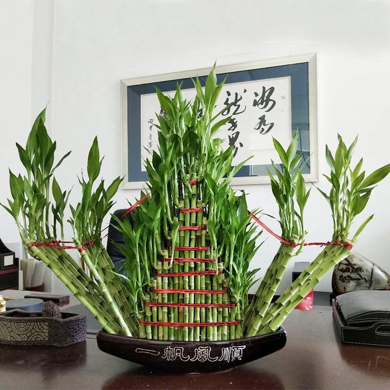 China Supplier Bamboo Lucky Fengshui Wheel Bamboo Dracaena Sanderiana in Stock