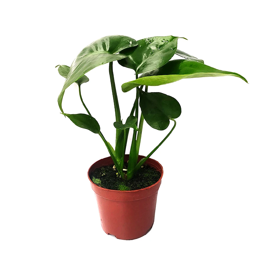 Home Office Decorative Plants Monstera Potted Plants Supply Plant Nursery