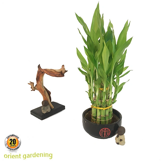 Hot Sale Lucky Bamboo Tower Dracaena Sanderiana Spiral Bamboo Water Plant for Home Decoration