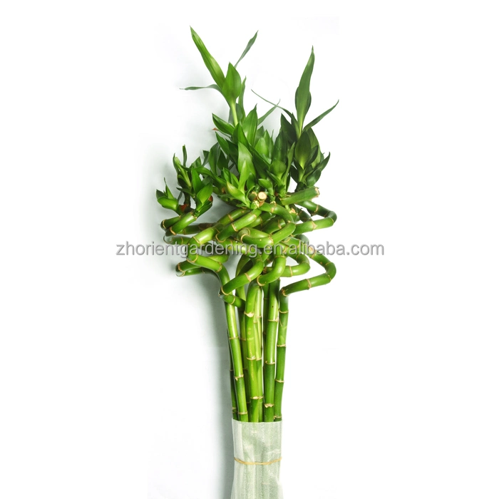Good Quality Indoor Lucky Bamboo Plants 60cm Spiral Bamboo Sticks Home Decoration Plant