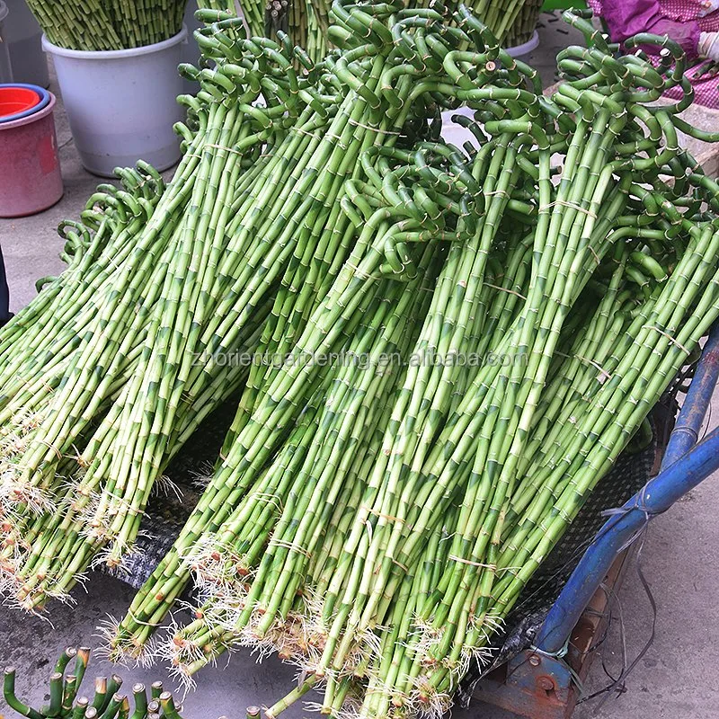 Good Quality Indoor Lucky Bamboo Plants 60cm Spiral Bamboo Sticks Home Decoration Plant