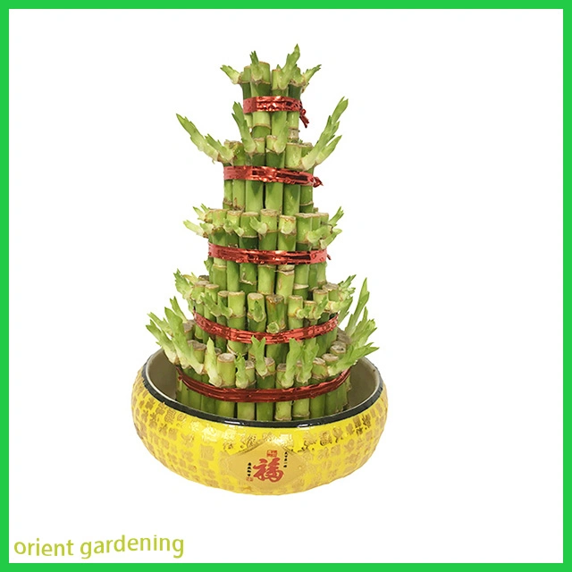 Good Quality Lucky Bamboo Tower Small Boat Shaped Bamboo Tower Flower Bonsai Plant on Wholesale