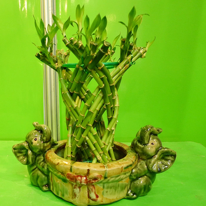 Good Quality Lucky Bamboo Tower Small Boat Shaped Bamboo Tower Flower Bonsai Plant on Wholesale